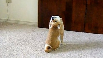 La tête à l'envers, ce chien vit comme une chauve-souris en plein sommeil