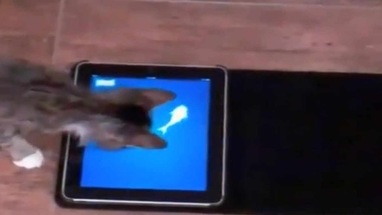 Les applications qui vont faire aimer l'iPad... à votre chat !