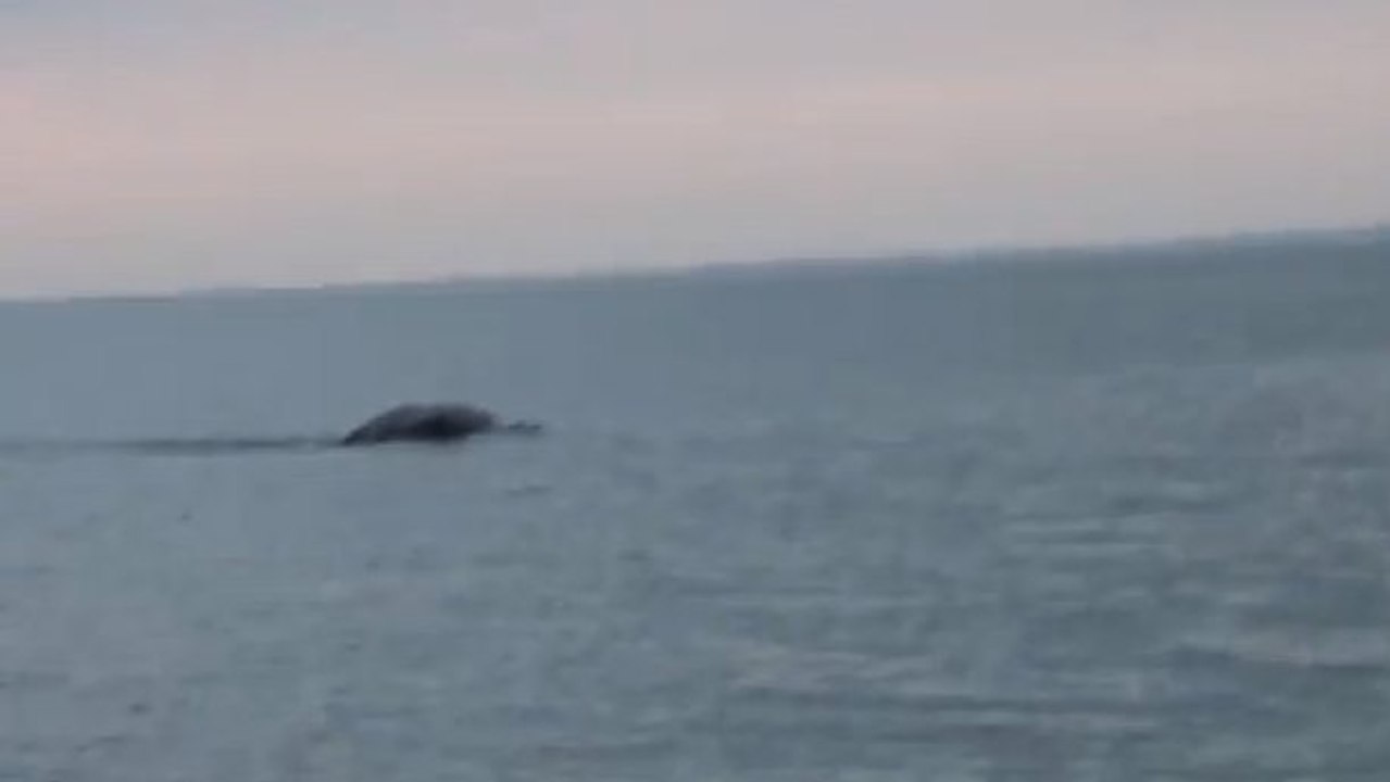 Le monstre du Loch Ness a-t-il refait surface en Irlande ?