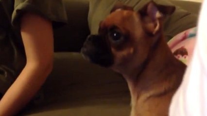 Regardez ce chien pleurer lorsqu'il regarde Le Roi Lion