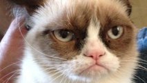 Grumpy Cat : Le chat le plus célèbre du web a droit à son film