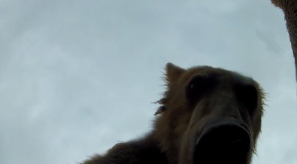 Regardez ce grizzli tenter de manger la caméra de Brad Josephs