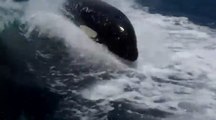Ces orques poursuivent un bateau de touristes lancé à pleine vitesse