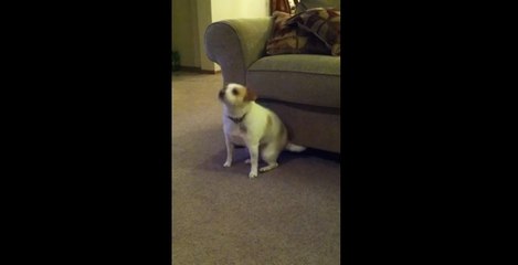Découvrez un chien qui danse avec entrain sur du Eminem