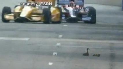 Une course IndyCar stoppée pour sauver une famille de canards !
