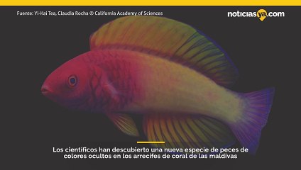 Peces de colores del arcoíris recién descubiertos viven en la "zona crepuscular" del océano.