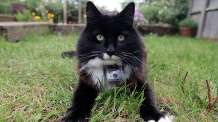 Découvrez ce que fait votre chat lorsque vous n'êtes pas là !