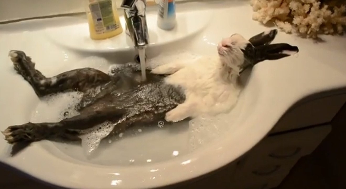 Ce lapin a l'air d'adorer prendre son bain dans le lavabo