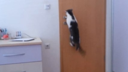 Ce chat très habile réussit à ouvrir 5 portes successives pour prendre l'air !