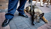 Blessé en intervention, Bear le chien policier devient un héros aux Etats-Unis