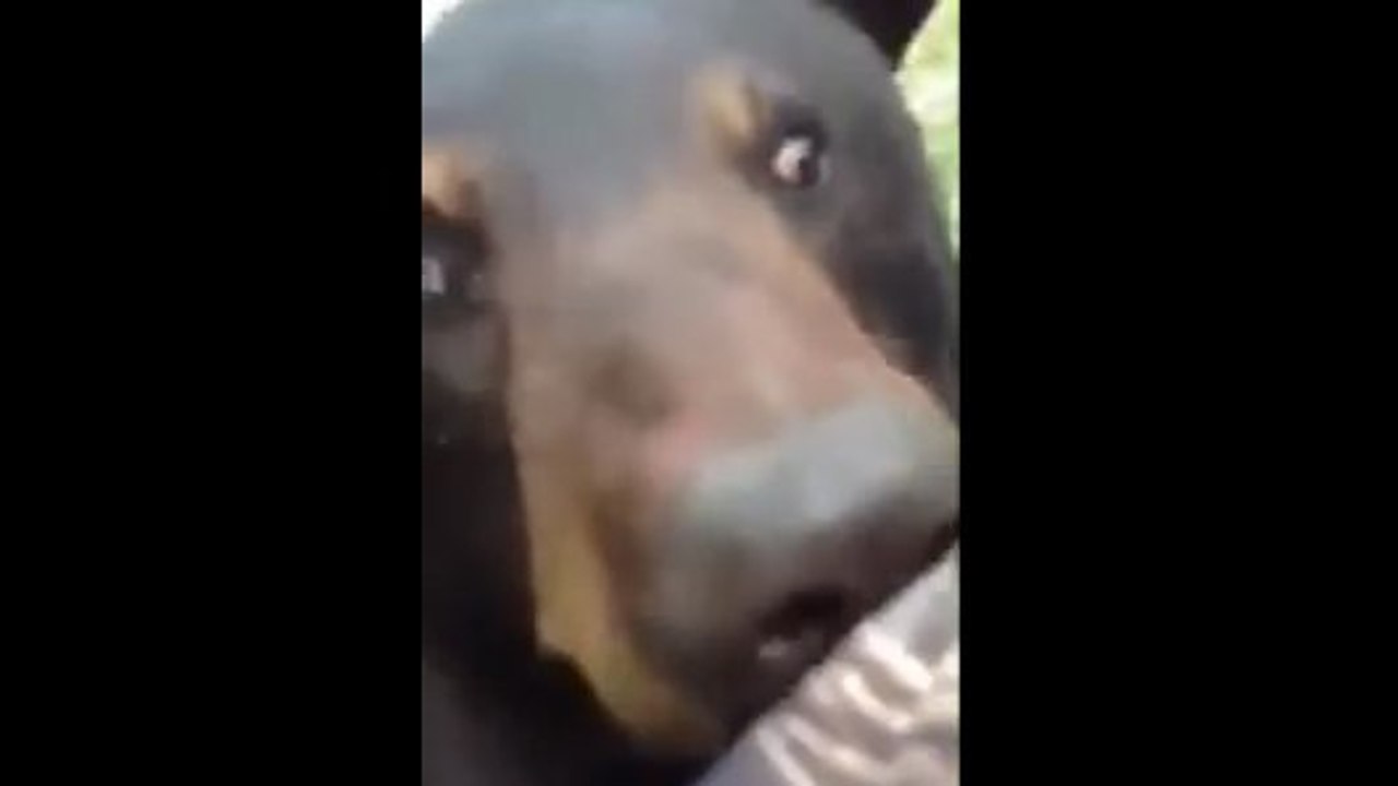 Regardez cet homme perché dans un arbre se retrouver nez à nez avec un ours noir