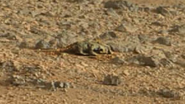 Mars : un lézard vivant photographié par Curiosity et la NASA ?