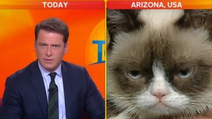 Grumpy Cat : Un présentateur pris d'un énorme fou rire pendant une interview