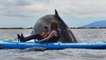 Des baleines à bosse surprennent des kayakistes en pleine balade