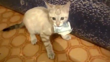 Ce chat refuse de rendre ce billet à son propriétaire