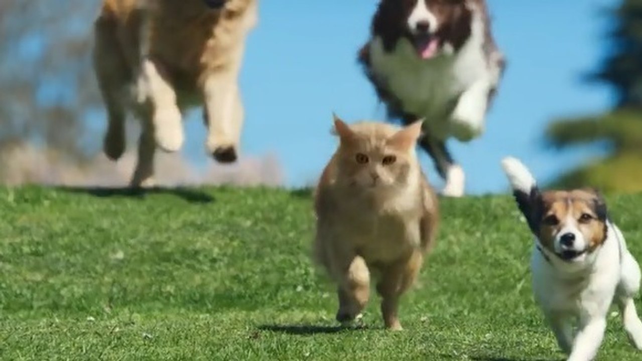 Ce chat veut devenir un chien pour s'amuser