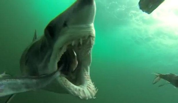 Une attaque de requin mako filmée en caméra embarquée