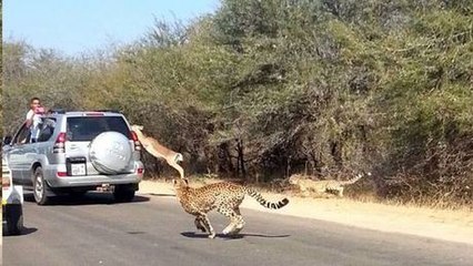 Un impala échappe à des guépards en sautant dans une voiture
