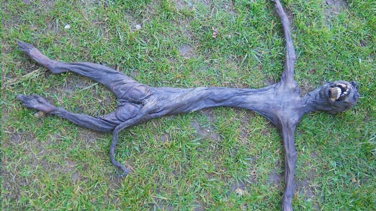 Afrique du Sud : la découverte d'une étrange créature alerte les scientifiques