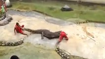 Un crocodile attaque son dresseur en lui mordant la tête en plein spectacle