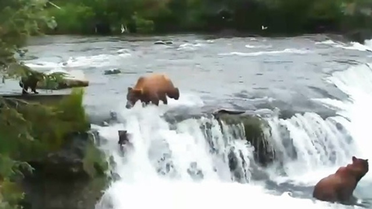 Cet ours réagit immédiatement après la chute de ses petits