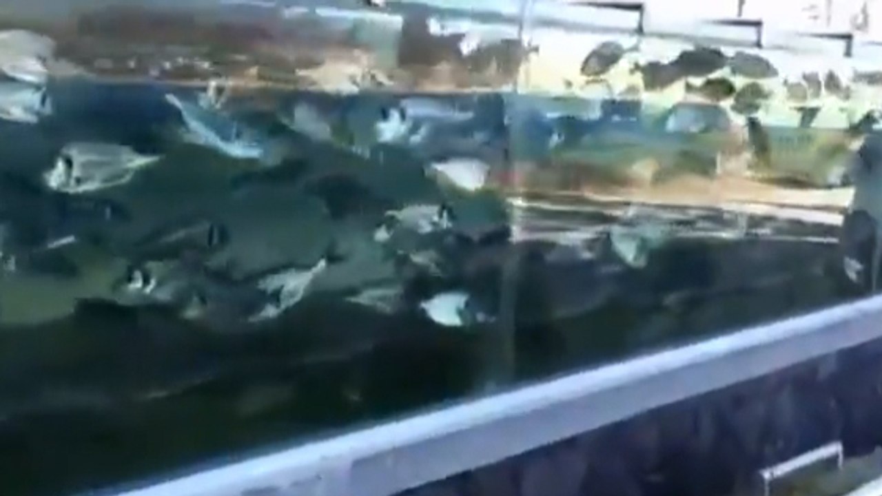 La clôture de cette maison est un aquarium géant