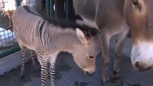 Un zébrâne, croisement entre un zèbre et un âne, est né en Italie !