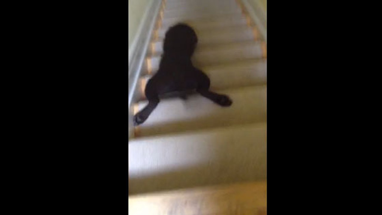 Regardez comment ce chien se laisse glisser en bas des marches d'un escalier sur le ventre