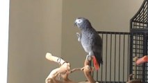 Ecoutez ce perroquet reprendre à merveille la musique des Monty Python