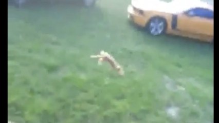 Pour avoir donné un coup de pied à un chat, Walter Easley est pourchassé par des milliers d'internautes