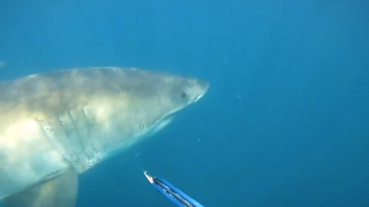 Regardez la rencontre spectaculaire entre le plongeur Eugene van Wyngaardt et un requin blanc
