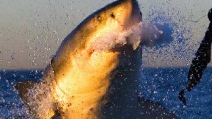 Aux Etats-Unis, un faux documentaire sur les requins fait scandale