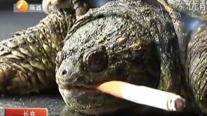 Une tortue chinoise fume dix cigarettes par jour !