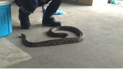 Avignon : En pleine nuit, il découvre un serpent de 2,5 mètres dans son jardin