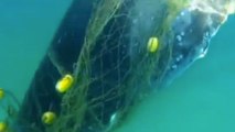 Australie : Prisonnière d’un filet anti-requins, une baleine a été sauvée en pleine mer