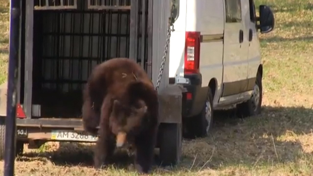 Royal Canin sponsorise par mégarde un combat entre un ours et des chiens