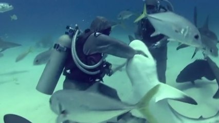 Cette plongeuse est une courageuse dentiste pour requins