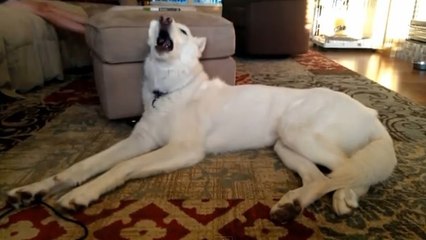 Fan des Daft Punk, ce chien chante Get Lucky