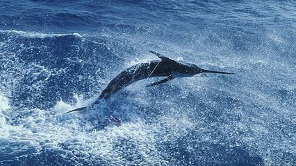 En République Dominicaine, un poisson de 160 kg saute sur un bateau de pêche