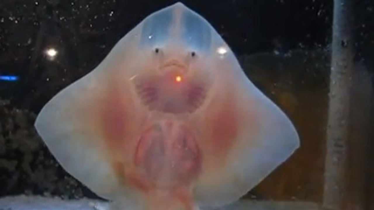 Et si le bébé raie était l'animal le plus beau du monde ?