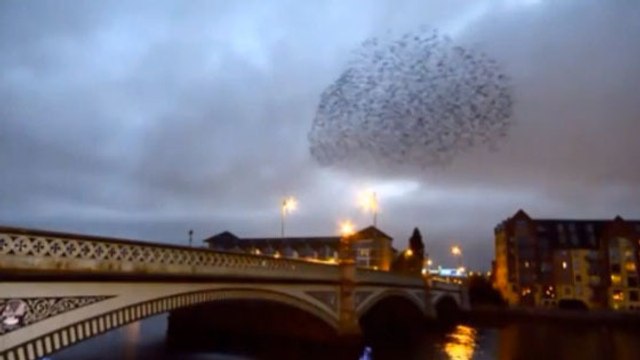 Oiseaux : Découvrez un magnifique vol d'étourneaux chorégraphié comme un ballet de danse