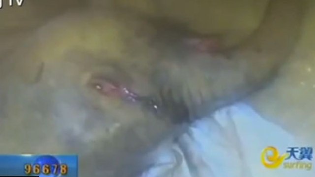 Abandonné par sa mère, les larmes du bébé éléphant Zhuangzhuang ont fait le tour d’internet