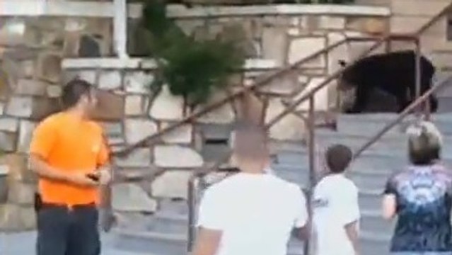 Un ours brun se promène au milieu des passants dans le Tennessee