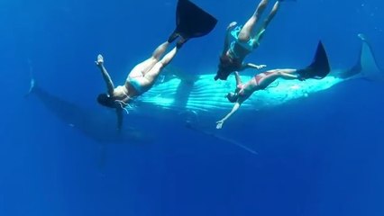 Ces trois sirènes nagent avec des baleines à bosses