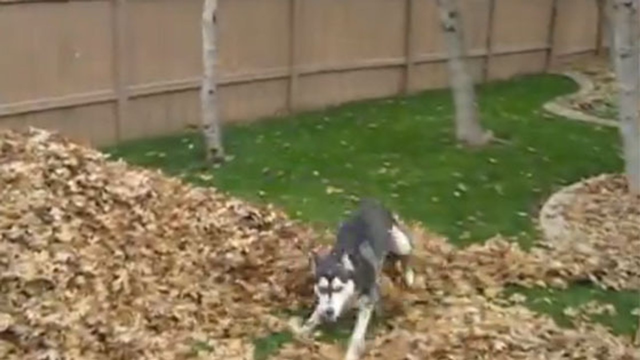 Regardez ce husky s’amuser comme un fou en automne dans un tas de feuilles mortes