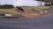 Afrique du Sud : Une hyène est capturée en pleine ville à Johannesburg !