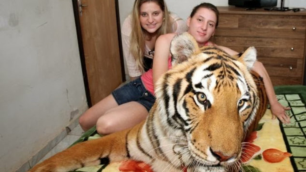 Au Brésil, la famille Borges vit avec sept tigres à la maison !