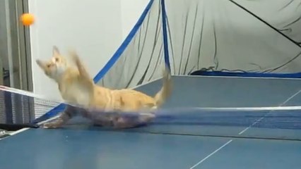 Ce chat n'a pas son pareil au ping-pong
