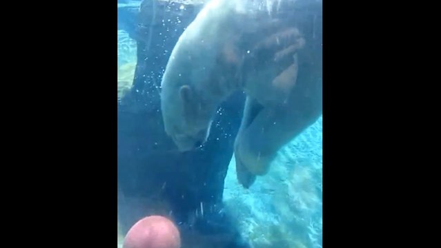 Basket : un ours polaire fait du basket aussi bien que Tony Parker