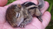 Un photographe anglais recueille un bébé écureuil et en fait son meilleur ami